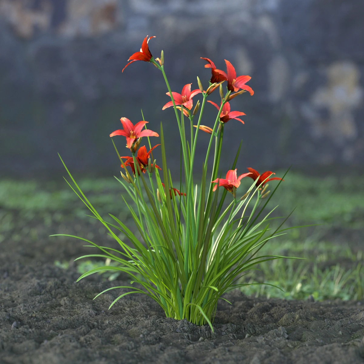 garden flowers 055 — Descargar