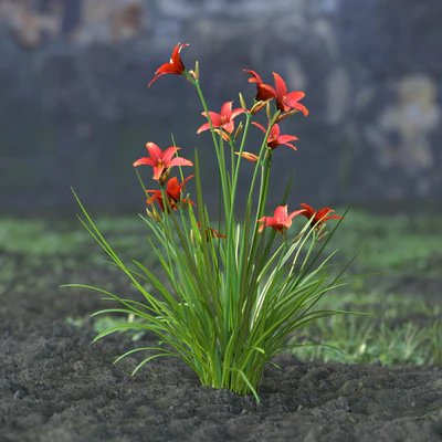 garden flowers 055 — Descargar
