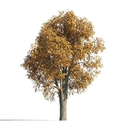 028 autumn — Descargar