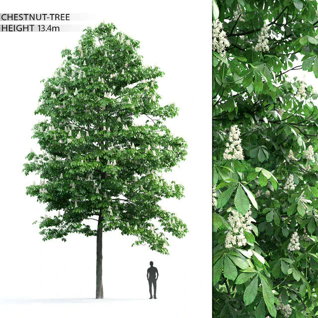 Chestnut 3 — Descargar