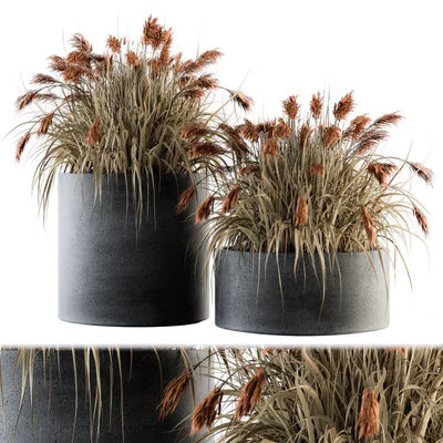 indoor Plant Set 140 - Indian Grass — Ver 1