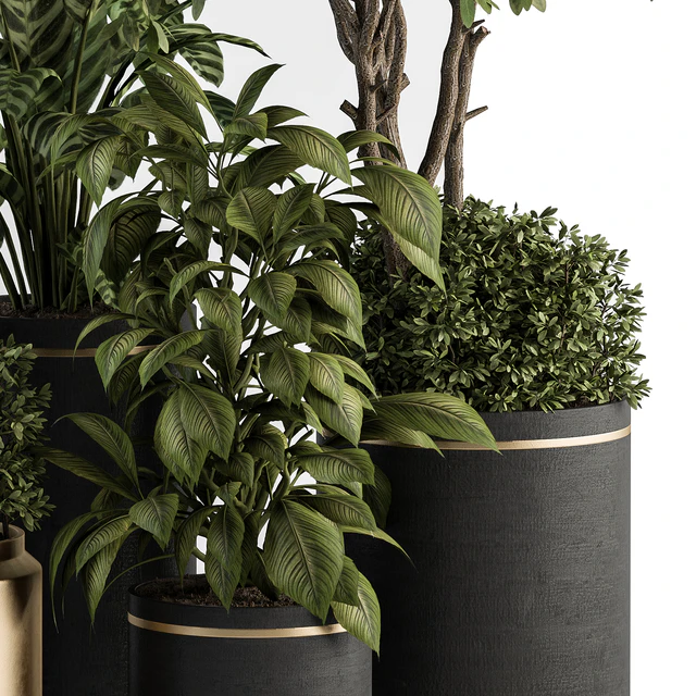 indoor Plant Set 378- Tree and Plant Set in pot — Descargar