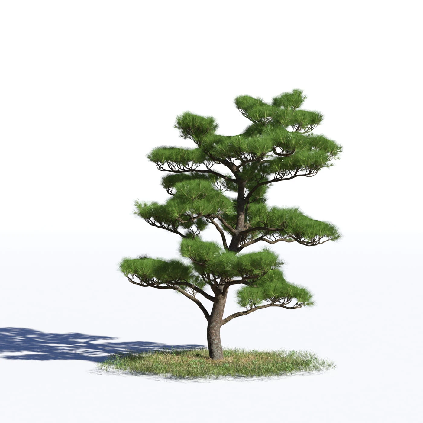 coniferous trees 038 — Descargar