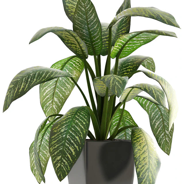 Dieffenbachia, pot, flowerpot, interior plant, bush — Descargar