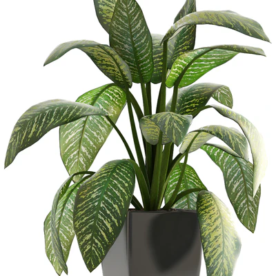 Dieffenbachia, pot, flowerpot, interior plant, bush — Ver 2