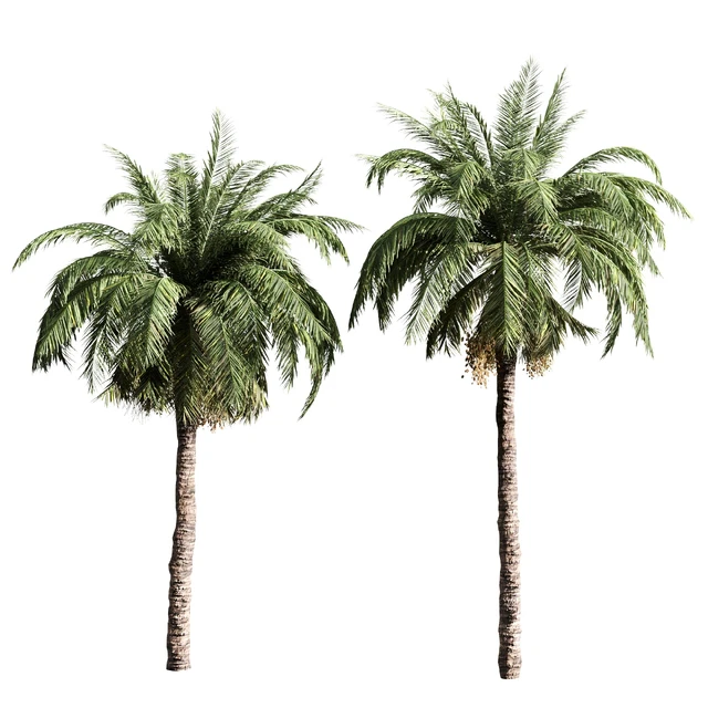 set of palms — Descargar