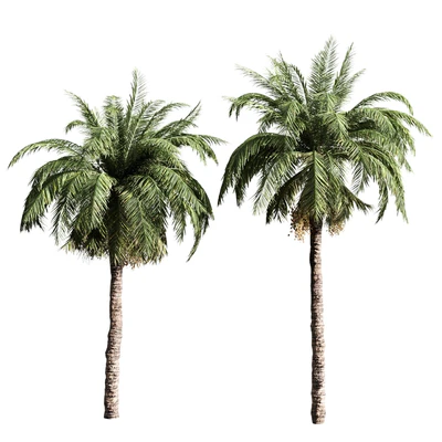 set of palms — Ver 3