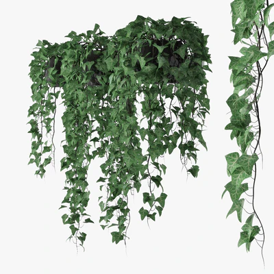 Ivy in pot 09 — Вид 2