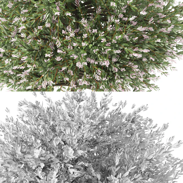 Willow whole-leafed tree | Salix integra 'Hakuro Nishiki' — Descargar