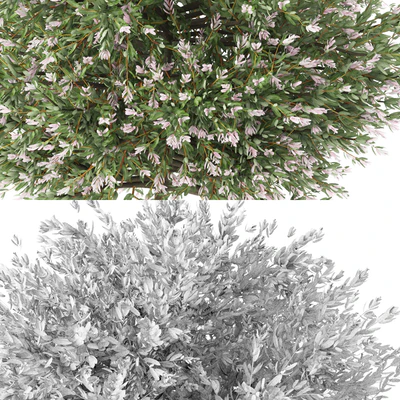 Willow whole-leafed tree | Salix integra 'Hakuro Nishiki' — Ver 3
