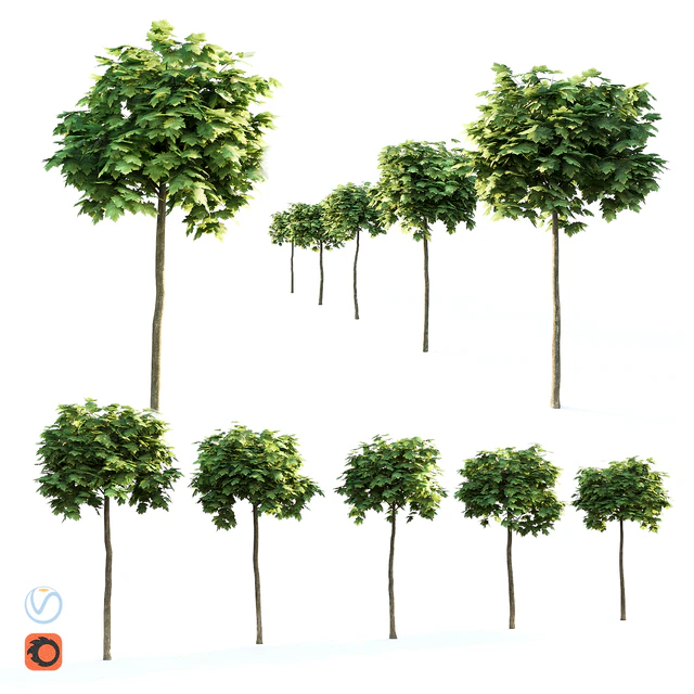 Maple globular — Descargar