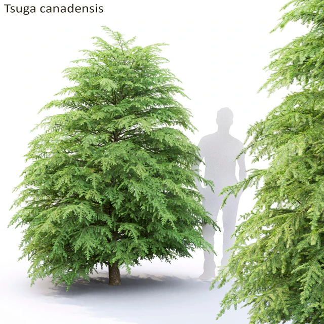 Тсуга канадская | Tsuga canadensis #1 — Скачать