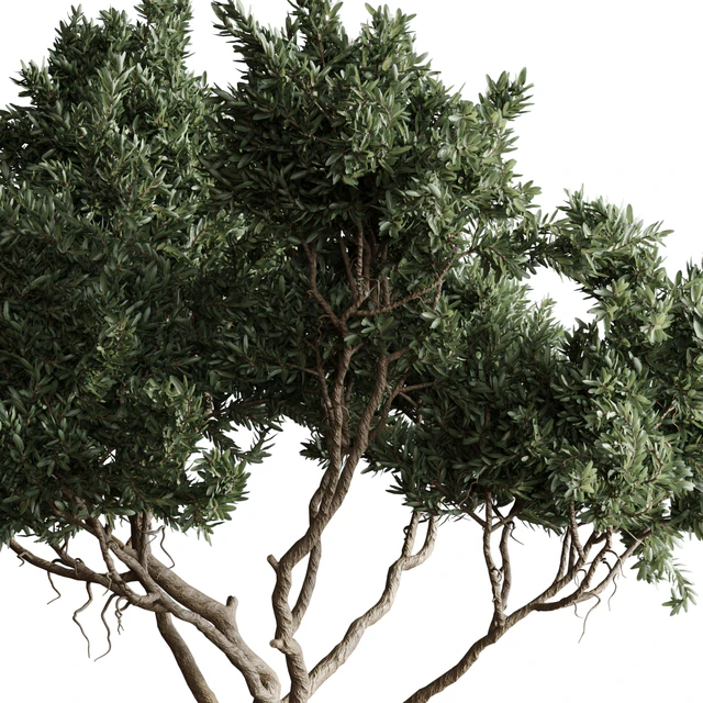 Indoor plant 04 - Tree in a pot — Download