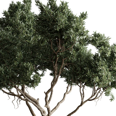 Indoor plant 04 - Tree in a pot — View 5