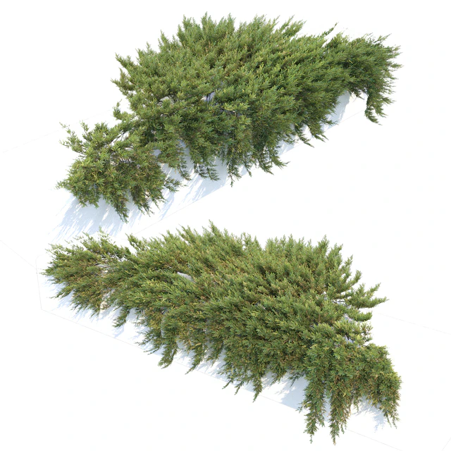 Juniperus — Descargar