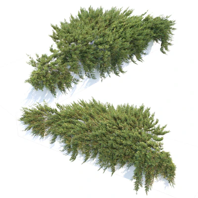 Juniperus — Ver 4