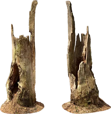 rotten tree stump 008 — Descargar