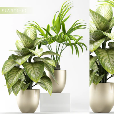 PLANTS 91 — Ver 1