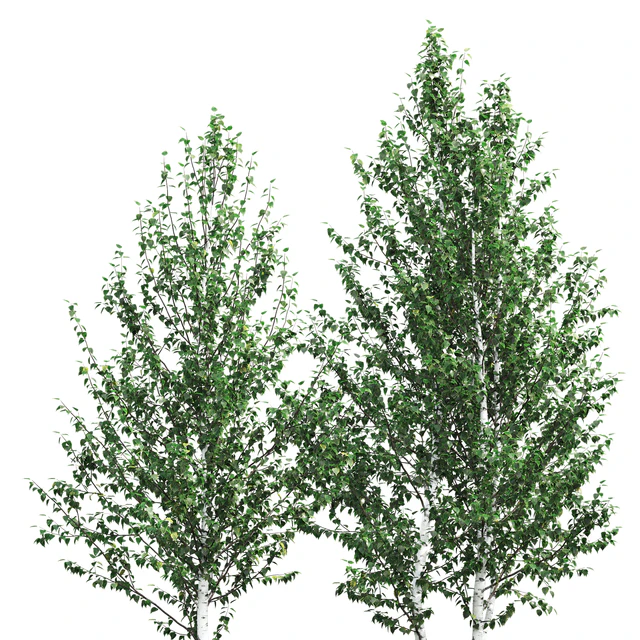 Birch — Скачать