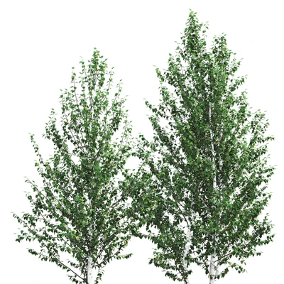 Birch — Вид 2