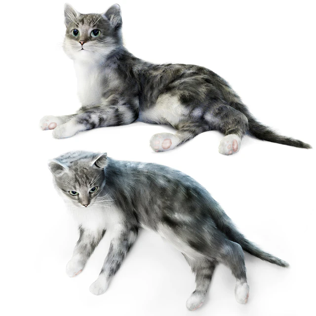 Relaxing cat 1 — Download