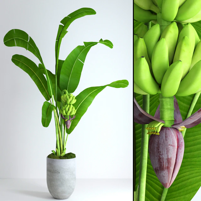 Banana tree with moss — Descargar