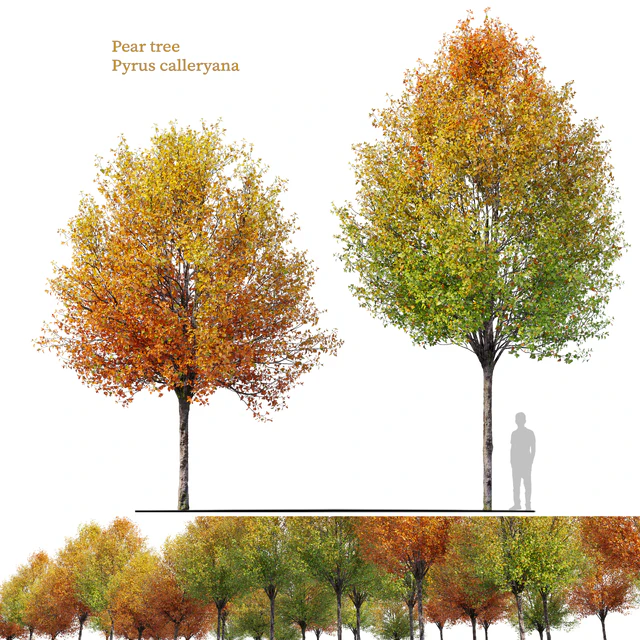 Autumn pear tree — Descargar