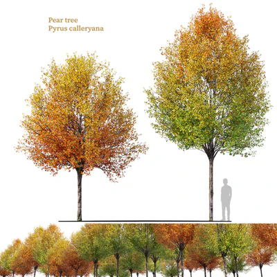 Autumn pear tree — Ver 1