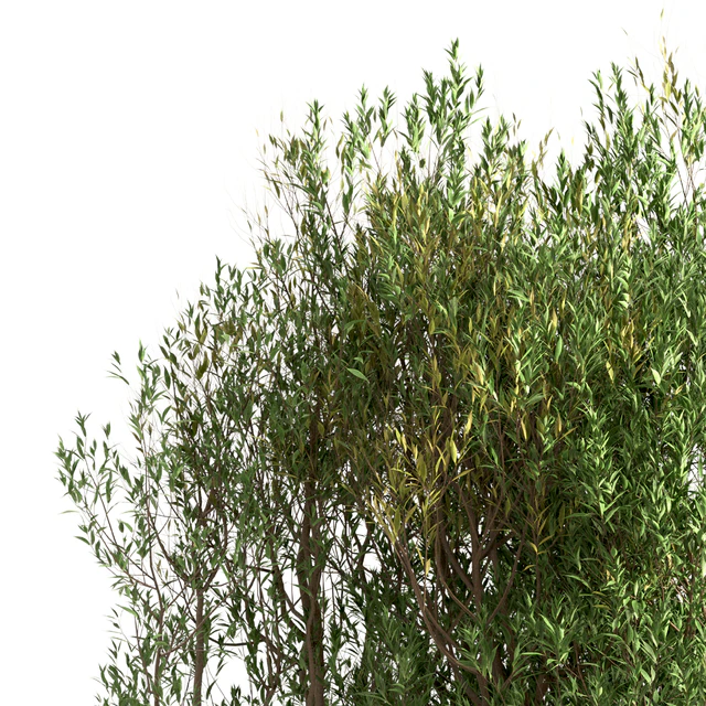 Set of Salix Alba Trees (White Willow) (2 Trees) — Descargar