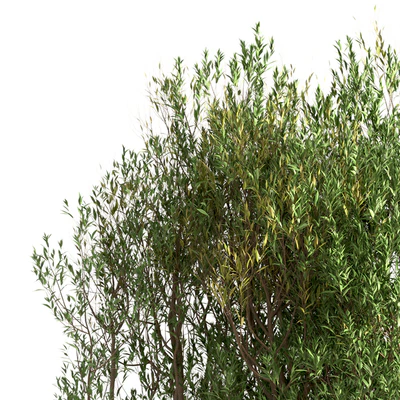 Set of Salix Alba Trees (White Willow) (2 Trees) — Ver 3