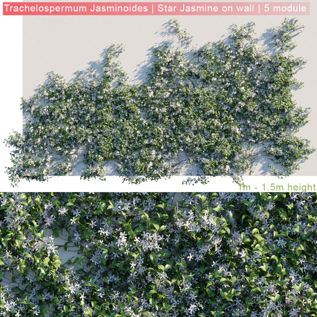 Trachelospermum Jasminoides | Star Jasmine on wall — Скачать