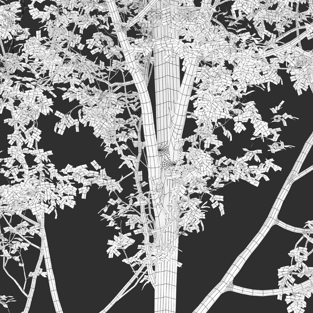 European beech — Скачать