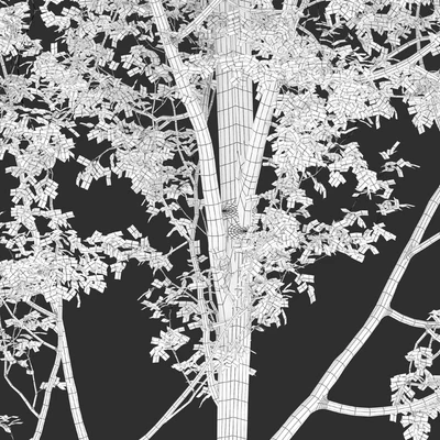 European beech — Вид 3