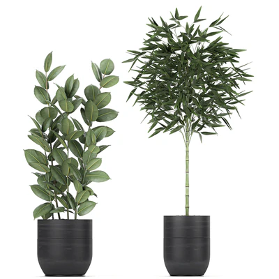 Collection of exotic plants in black pots with Bamboo bush, ficus, palm, banana, Plumeria. Set 715. — Ver 3