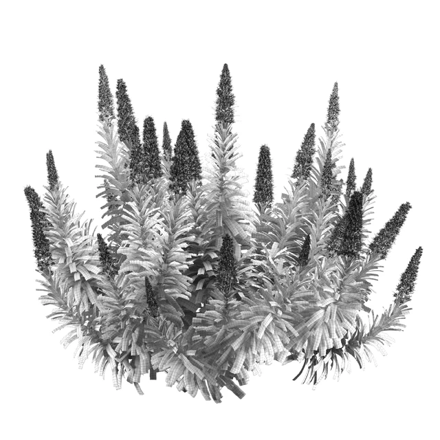 Pride of Madeira - Echium candicans — Descargar