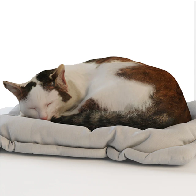 Cat — Descargar