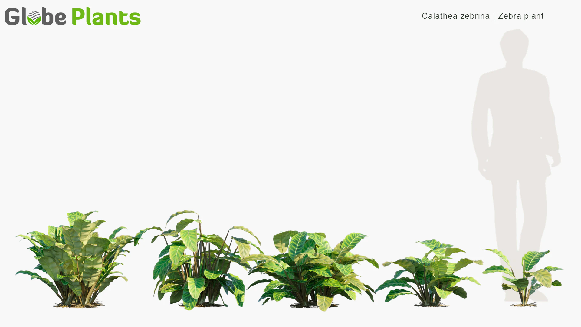 calathea zebrina — Download