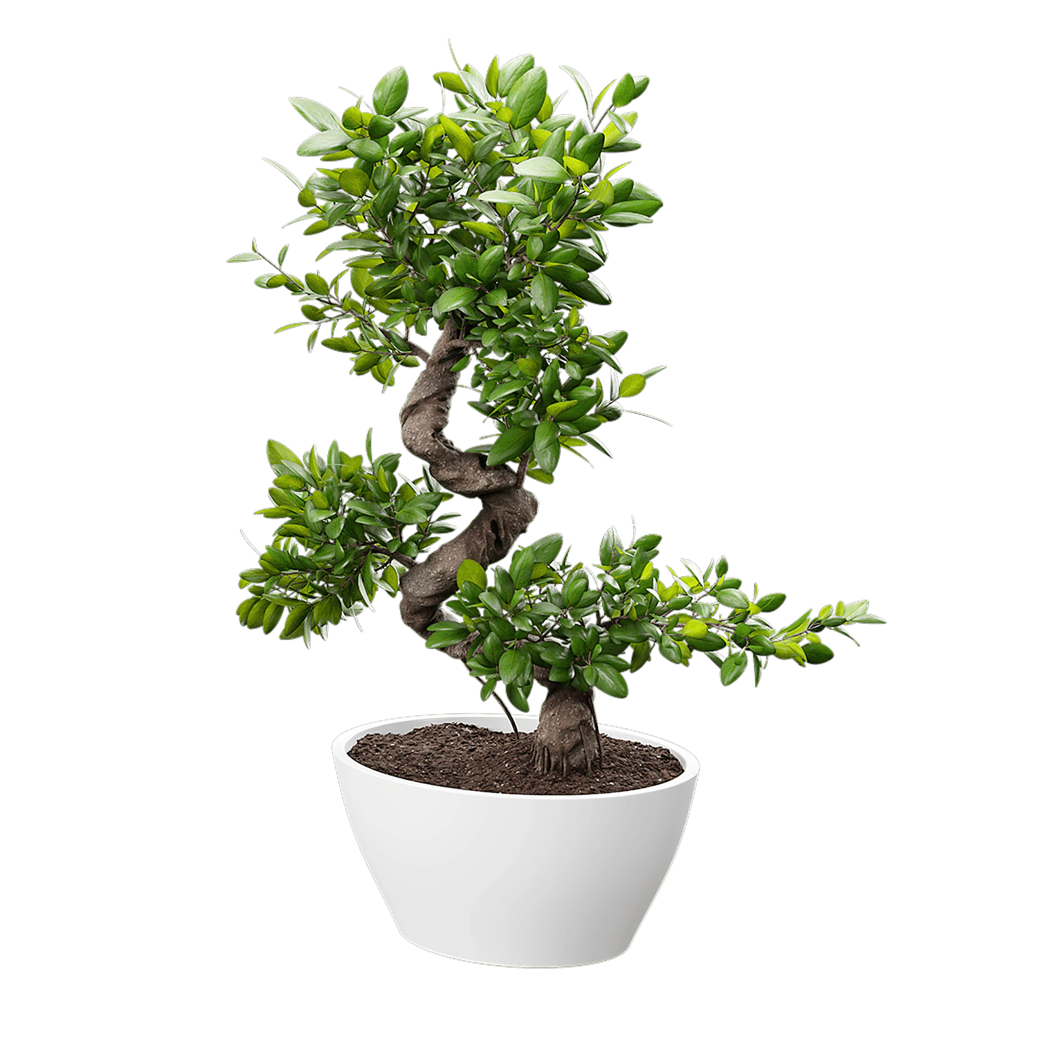 plant bonsai — Descargar
