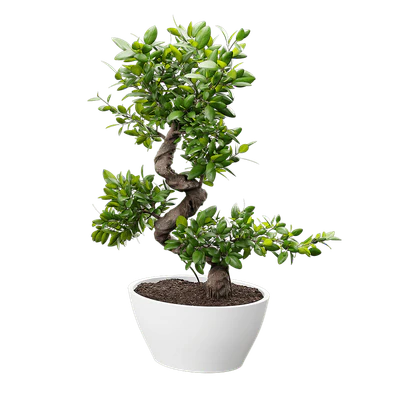 plant bonsai — Descargar