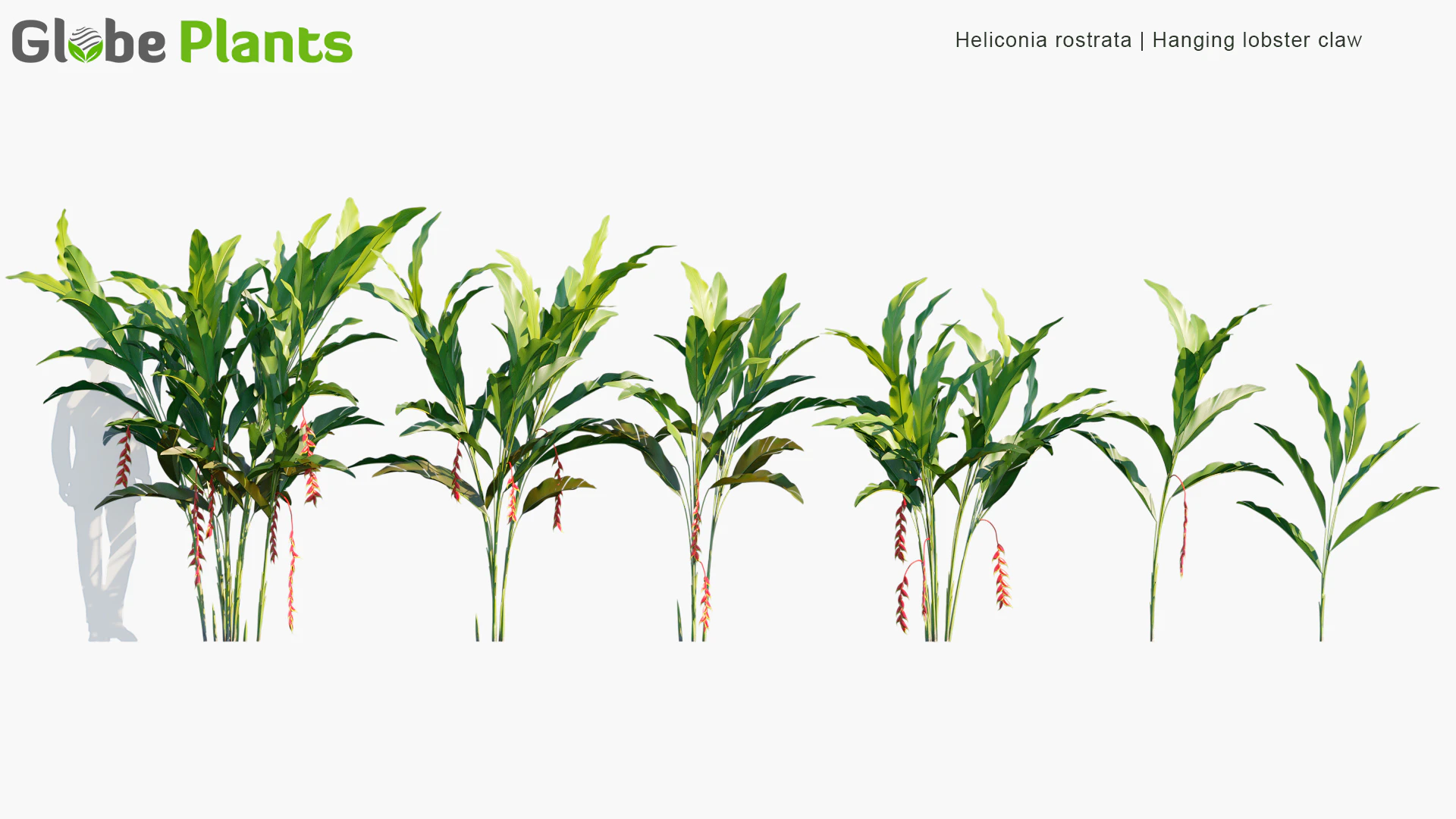 heliconia rostrata — Download