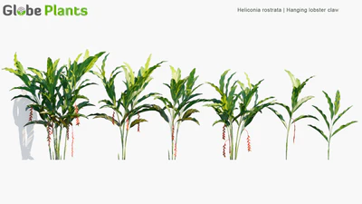 heliconia rostrata — descargar