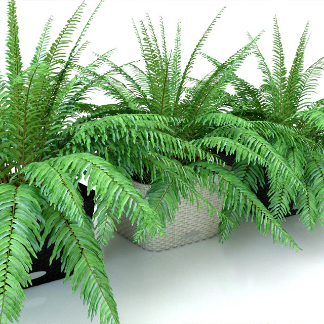 Fern / Nephrolepis in pots Lechuza Bacino Cottage — Descargar