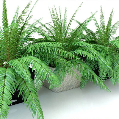 Fern / Nephrolepis in pots Lechuza Bacino Cottage — Ver 1