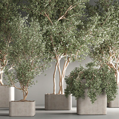 indoor plant set24 — Вид 6