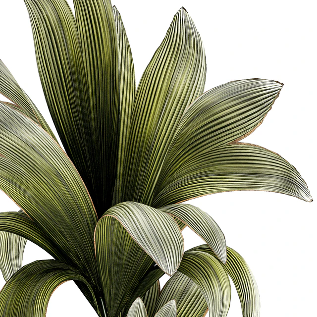 Коллекция растений 1457 — Скачать