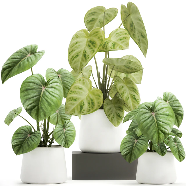 Exotic small flower Anthurium crystal in a white pot flowerbed, Philodendron. Set 890. — Descargar