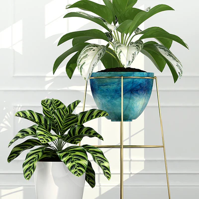Plants collection 54 — Вид 3