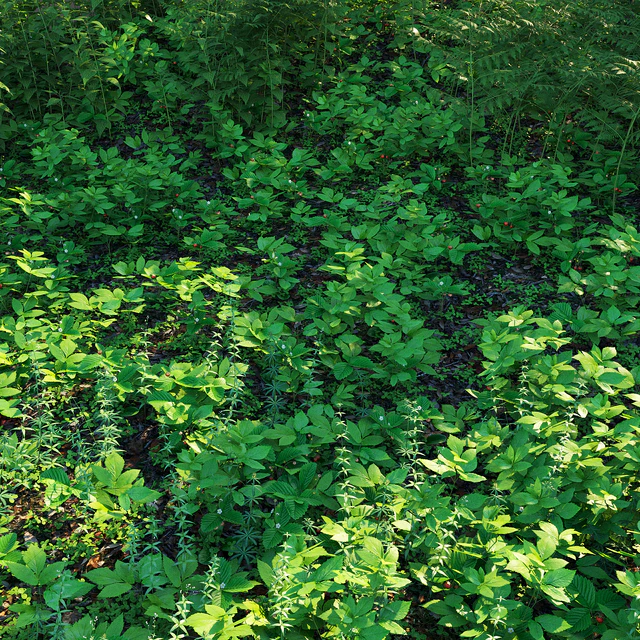 Forest grass — Descargar