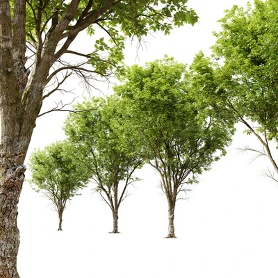 Ulmus hollandica 2 — Ver 2