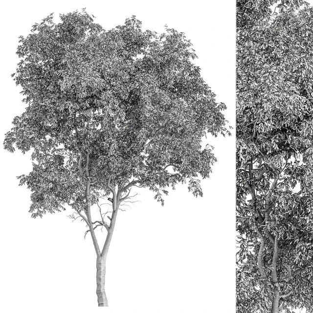Broadleaf Tree - Tree Set 227 — Descargar